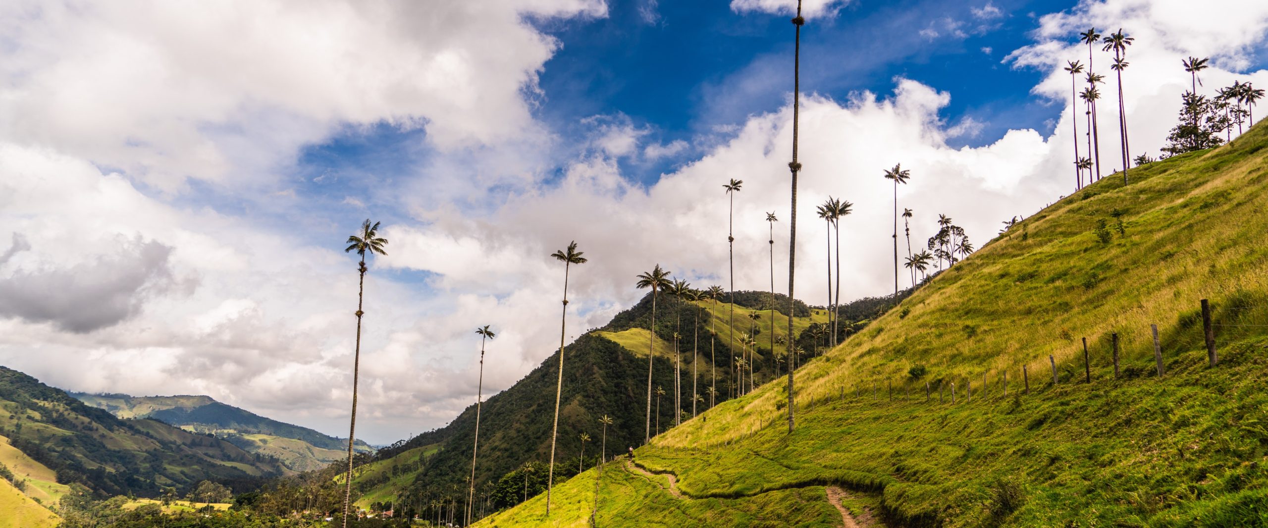 wax palm