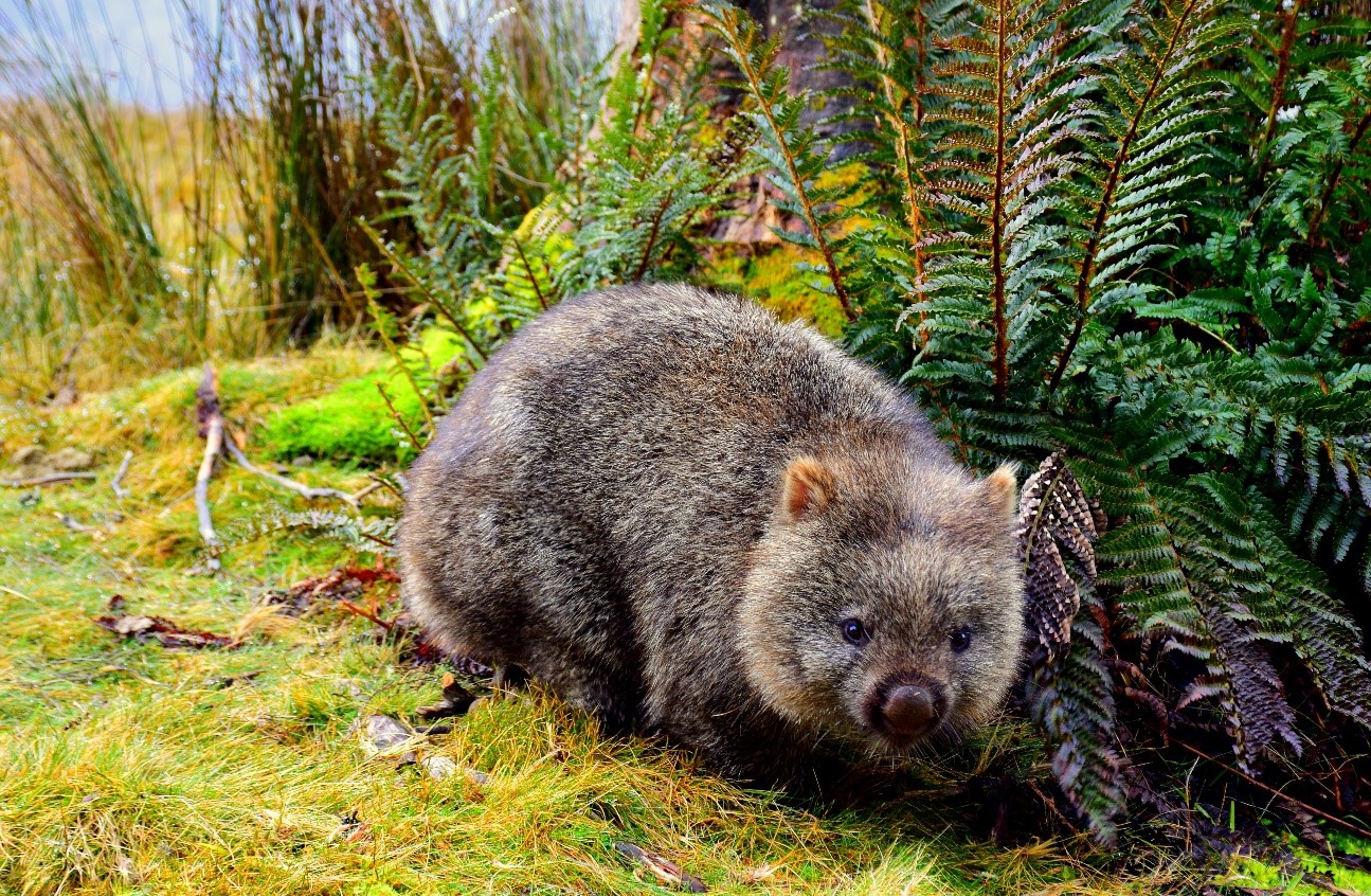 Photo of a wombat