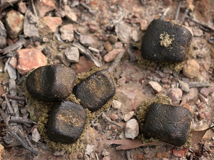 Photo of wombat poo cubes - square faces